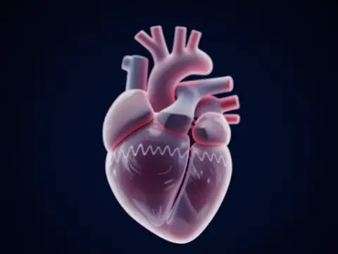 Vagus Siniri, Kalp ile Beynin Köprüsü