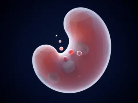 Plasenta, Anne ile Cenin Arasındaki Köprü